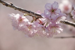 桜色の時間１