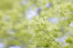 生まれたての緑