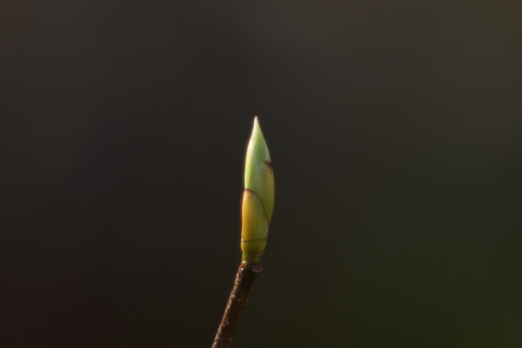 春の時