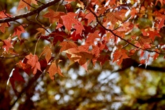 陽だまり紅葉