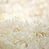 September White