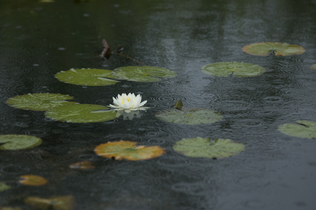 雨の日に一輪