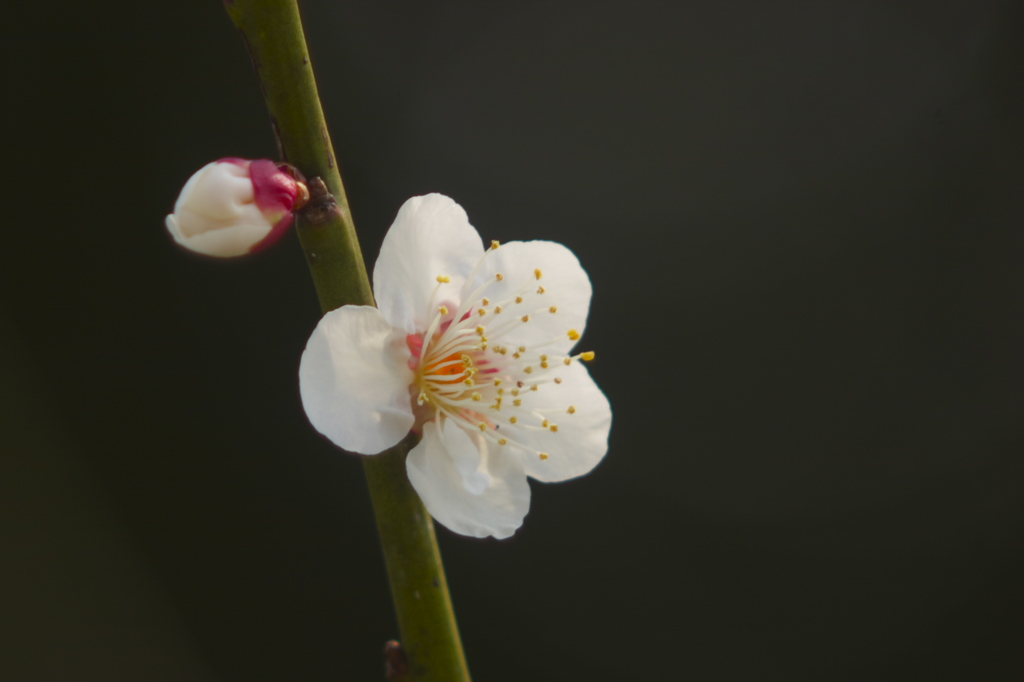 花の声