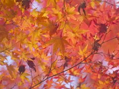 紅葉気分