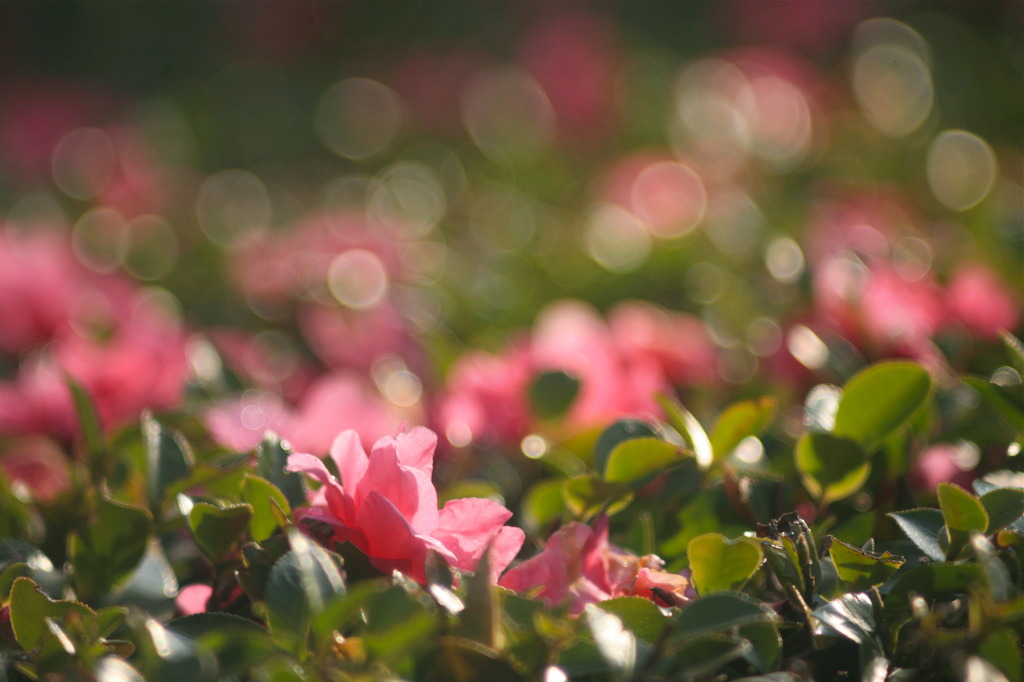 植え込みにも師走の光