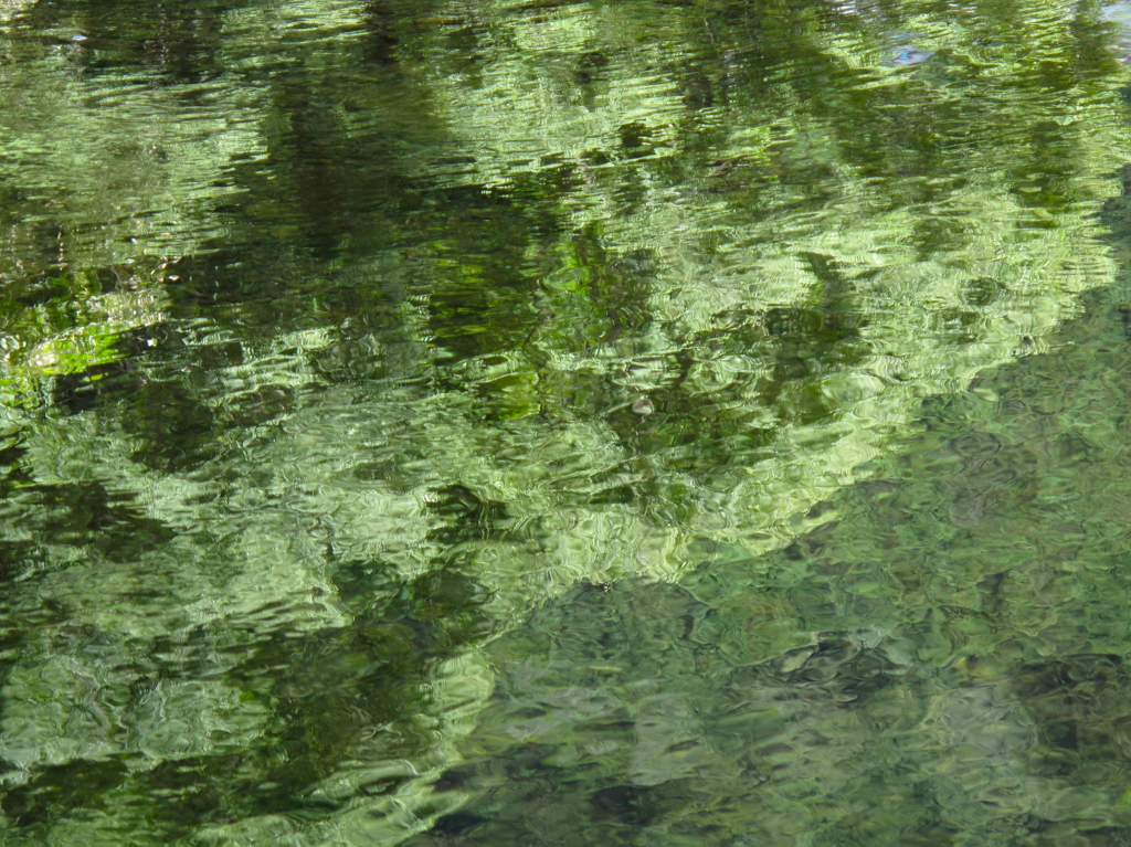 川面の夏の緑