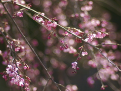 春本番