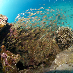 魚出流場所