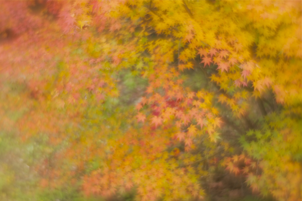紅葉パレット