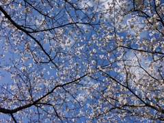 桜の季節　２