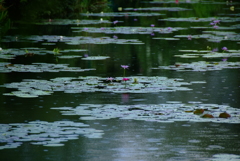 俄雨