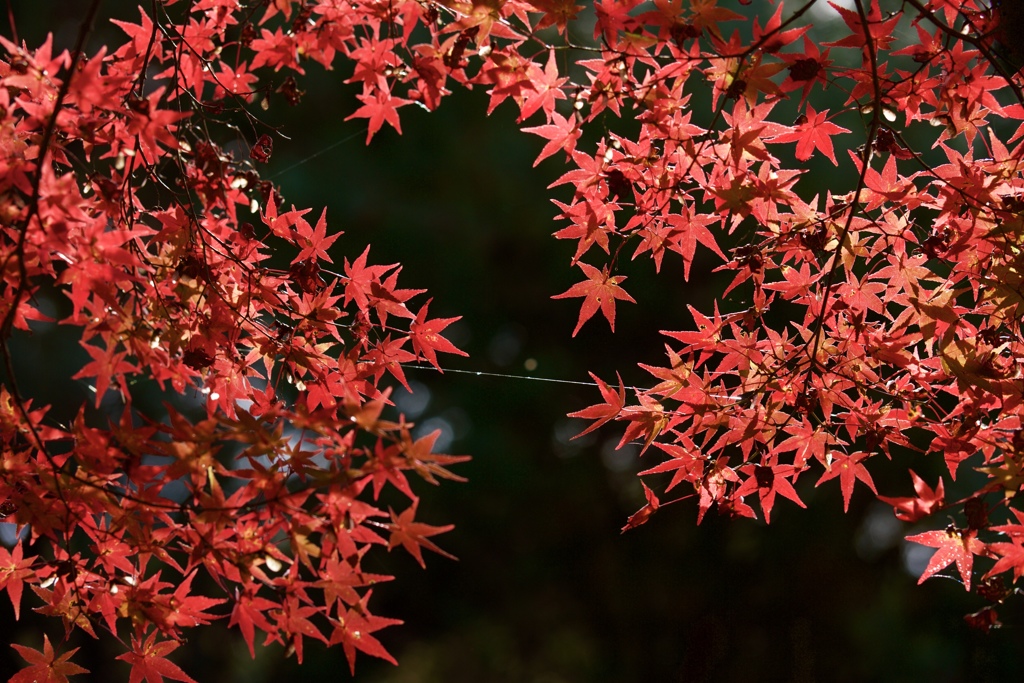 紅葉の間