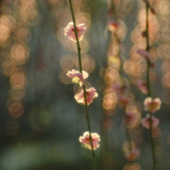 夕光