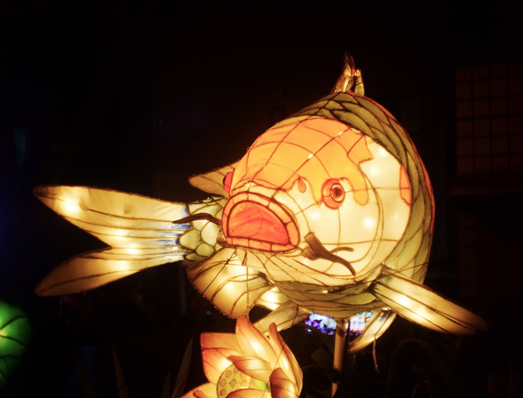 光る魚　２