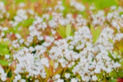 ５月の白い花