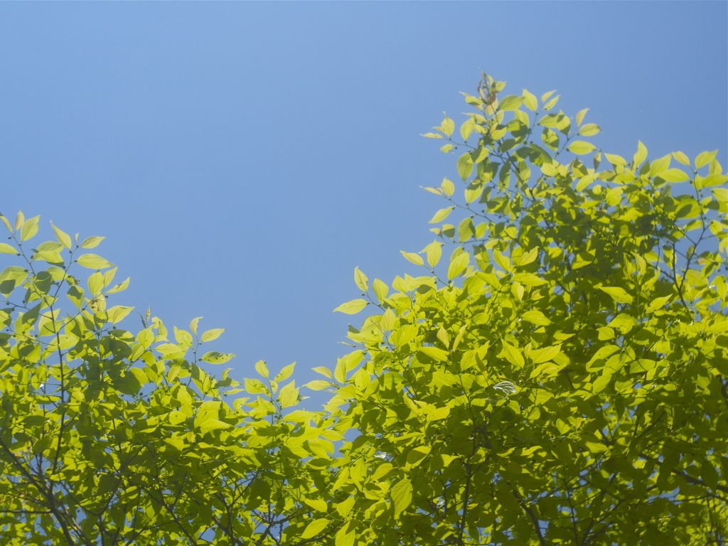 新緑には青空