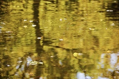 黄葉の池