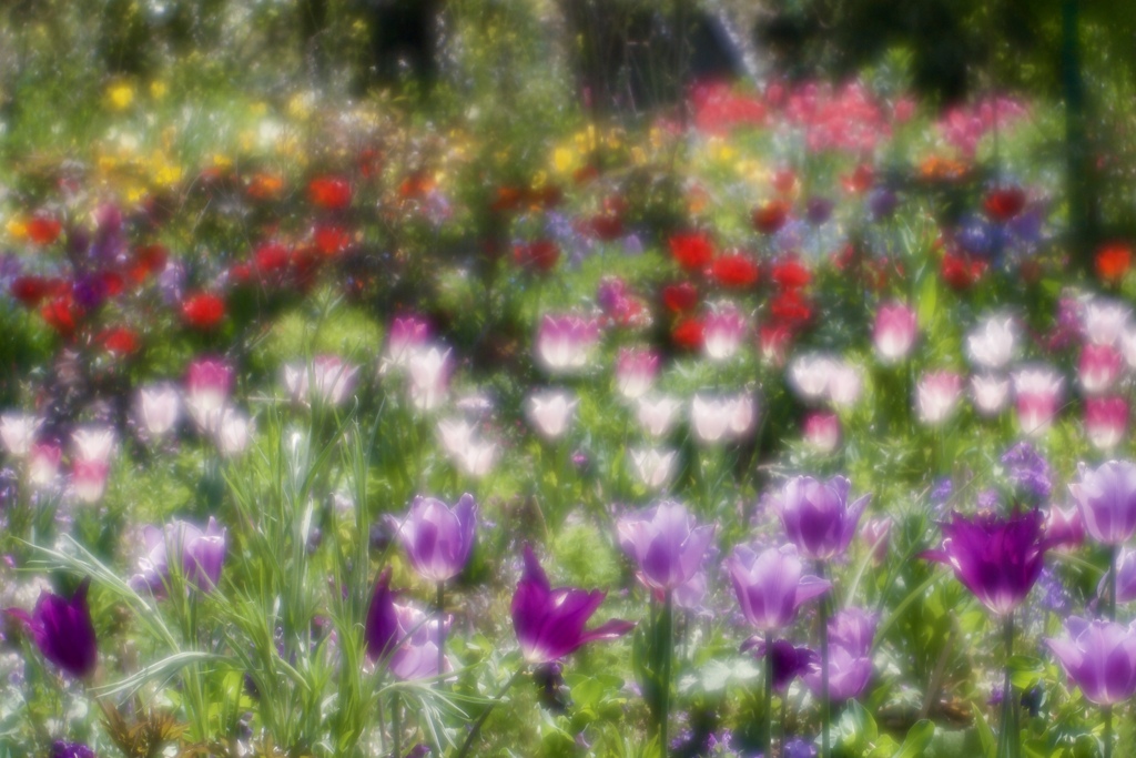 花の庭３
