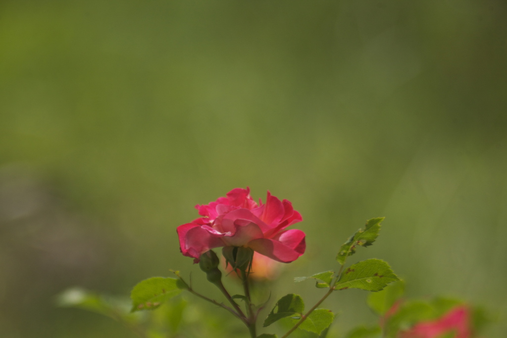 薔薇事始め