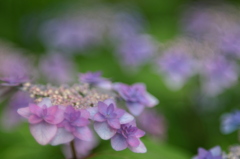 花夢　Ⅲ