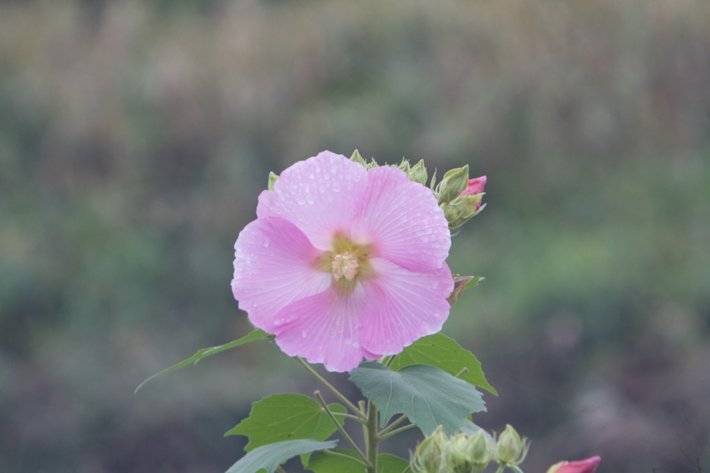 花の視線