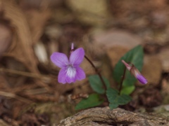 木漏れ日の花