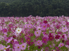 雨の彩