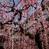 花の城
