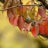 界隈紅葉