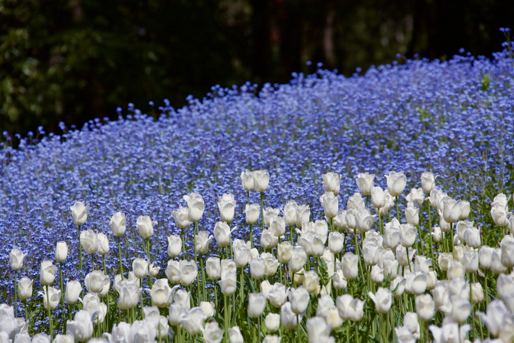 White & Blue