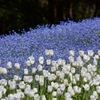 White & Blue