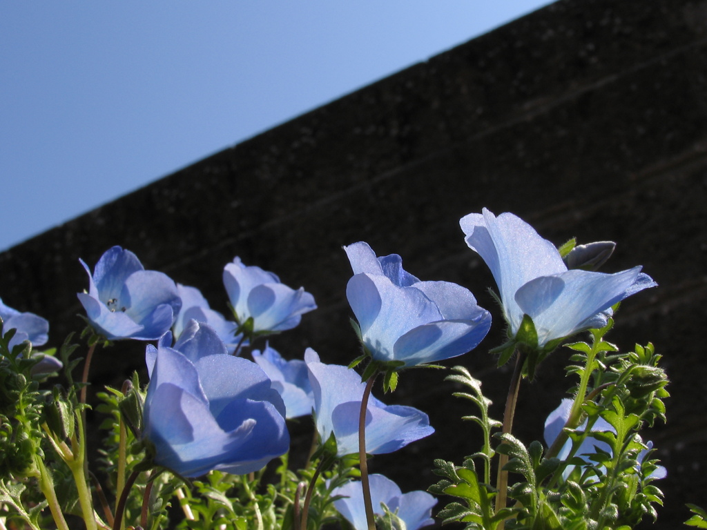 SKY FLOWER