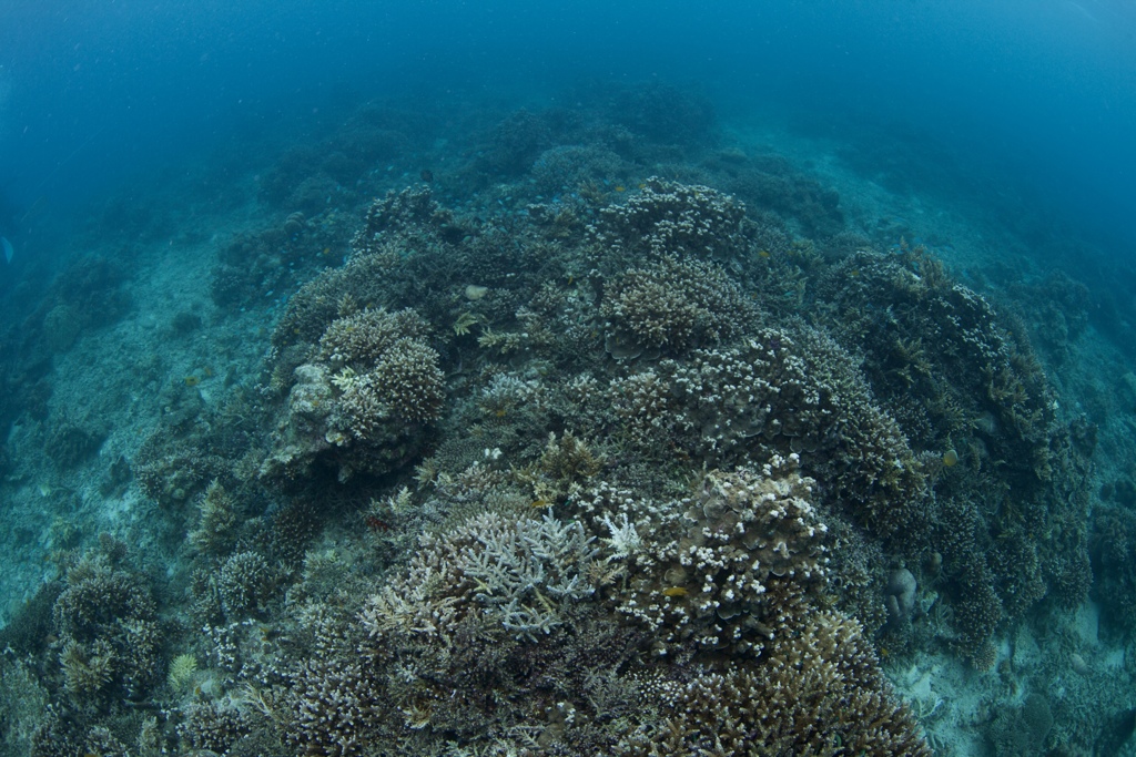 サンゴ礁遊泳　４