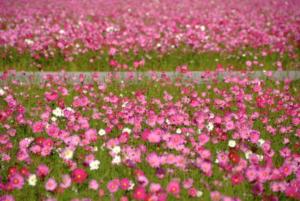 花小径