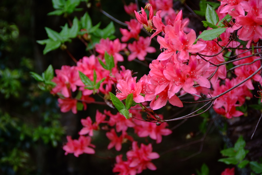 花の時