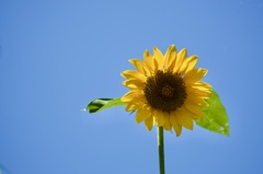 夏