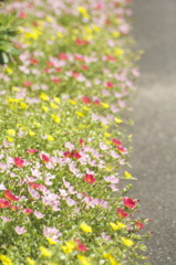 のんびり朝寝坊