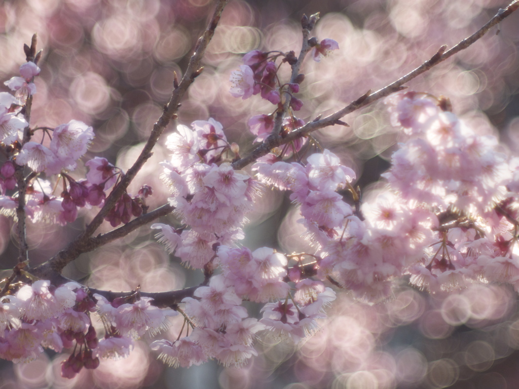 桜光