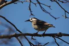 鳥の思考