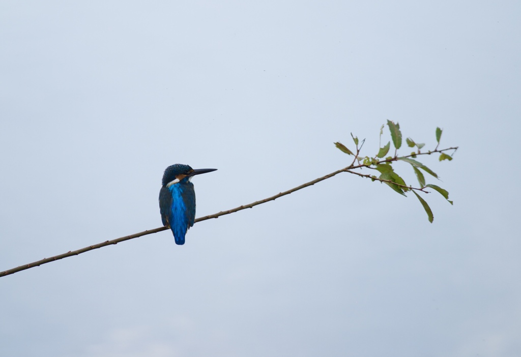 鳥の気持ち