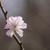 ちいさい冬