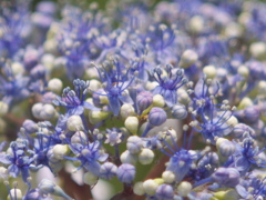 花盛り