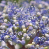 花盛り