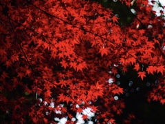 十二月紅