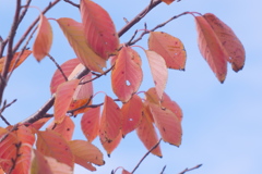 桜紅葉