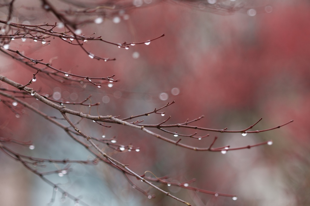 春を呼ぶ雨