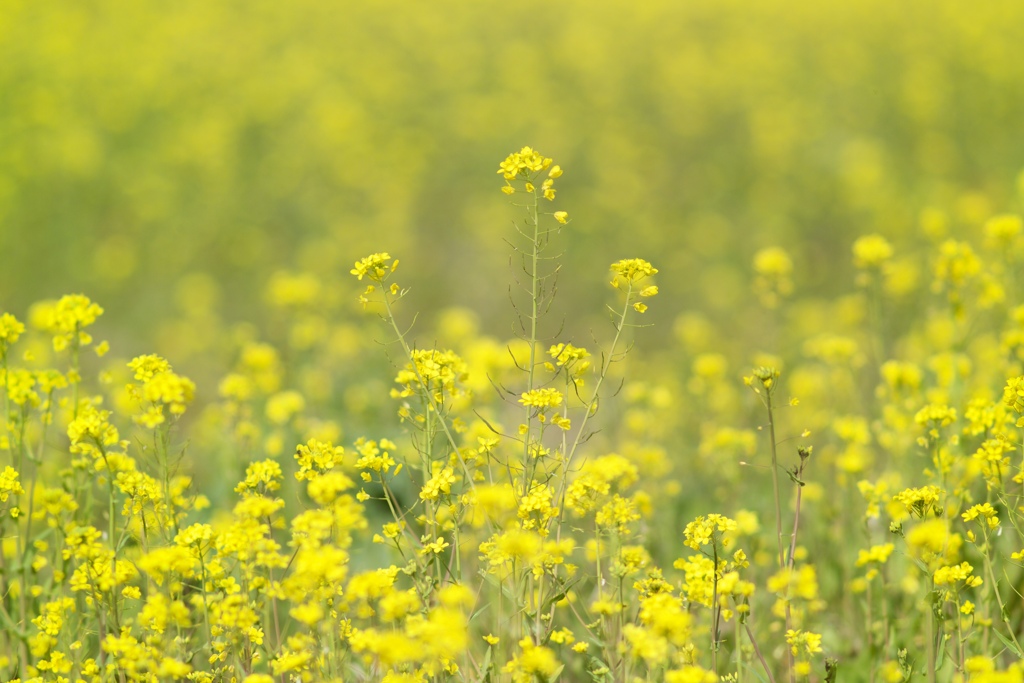 SPRING YELLOW2