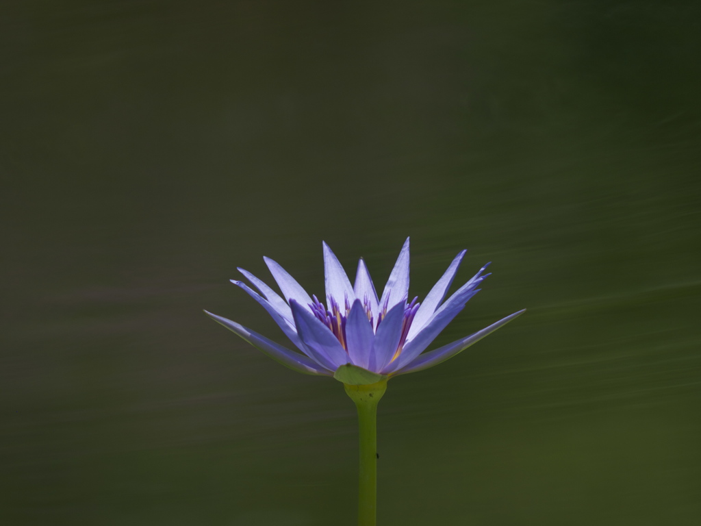 青の時