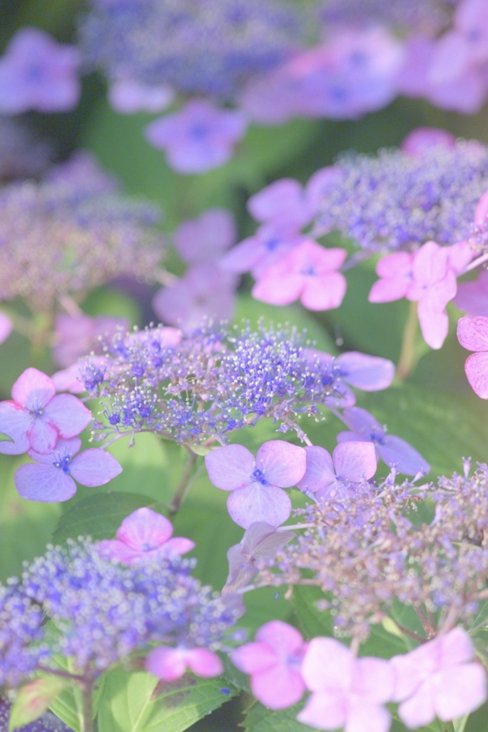 朝は紫陽花色