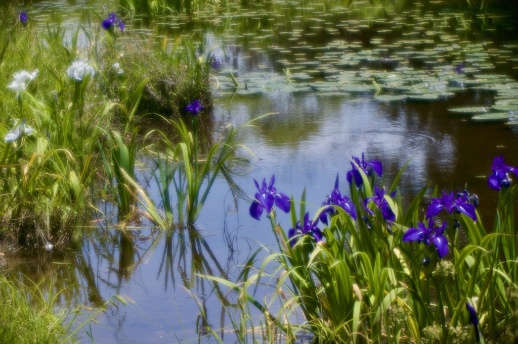 沼の春２